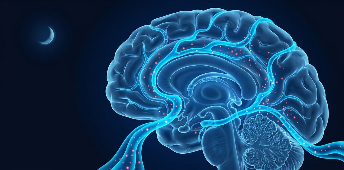 Como o Sono Afeta Seu Cérebro: O Que a Neurociência Diz